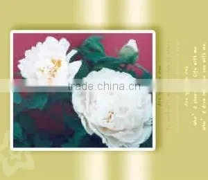 Tree Peony Plant Root Chun Hong Jiao Yan thumbnail-1