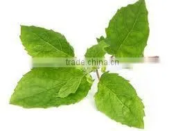 Gymnema Leaf Mixed thumbnail-1