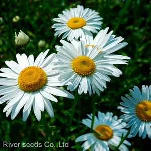 500g Online Sale Mix F1 Bulk Loose African Daisy Gerbera Flower Seeds for Planting thumbnail-3