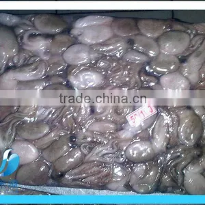 Frozen Whole Squid thumbnail-2
