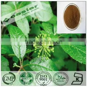 GMP Hot Sale Natural Eleutherococcus Senticosus P.E. thumbnail-1