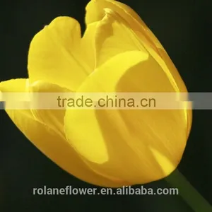 Kunming Suply 2016 High Quality Fresh Cut Yellow Tulip Plant thumbnail-4