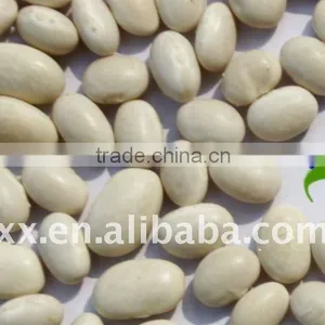 New Crop White Kidney Beans Market Price thumbnail-1