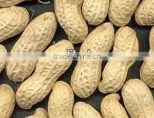 Nice Peanuts for Sale thumbnail-1