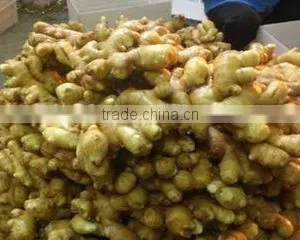 Ginger Root Extract Ginger Powder Natural Pure Spices thumbnail-5
