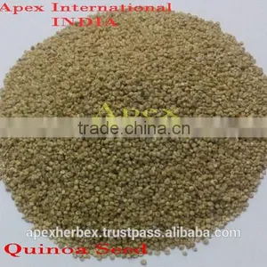 Quinoa Grain / Chenopodium Quinoa / Quinoa Grain /Quinoa Bulk Grain thumbnail-1