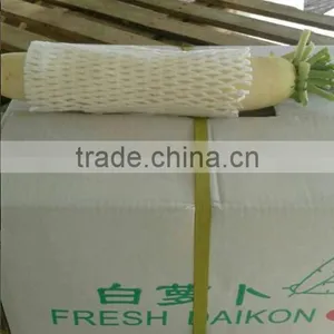 Fresh Chinese White Radish on Sale thumbnail-6