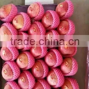 Paper Bagged Qinguan Apple thumbnail-1