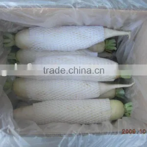 Fresh Chinese Radish thumbnail-1