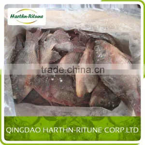 Farm Raised Frozen Tilapia Fillet Fish Price thumbnail-3