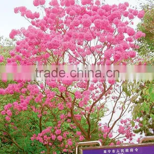 Tabebuia Pentaphylla thumbnail-6