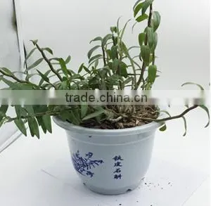 Dendrobium Seedling thumbnail-2