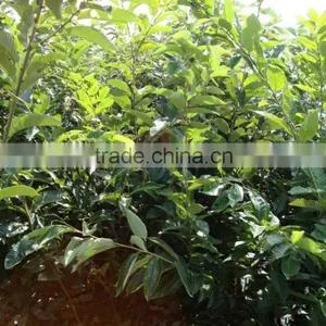 Chinese Chestnut Seedling thumbnail-3