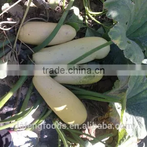 Inner Mongolia Shine Skin Pumpkin Seeds 10-11mm thumbnail-3
