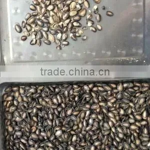 2016 the Latest Competitive Price of Watermelon Seeds Color Sorter Machine thumbnail-4