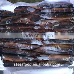Loligo Gahi Squid of Illex Squid thumbnail-1