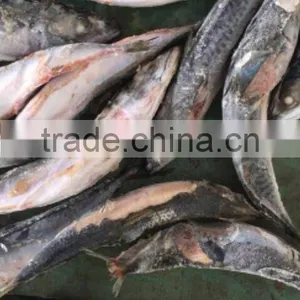 2016 NEW HOT SALE SHIPFROZEN &SeaFrozen Pacific Mackerel 200-300g thumbnail-4