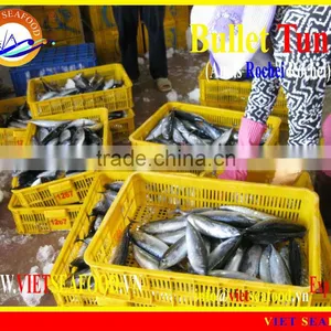 W/R BULLET TUNA thumbnail-1