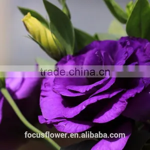 Cut Fresh Purple Eustoma Flowers For Gifts thumbnail-4