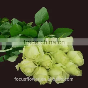 Hot Selling Fresh Black Roses in Delhi Fresh Flowers From China thumbnail-5