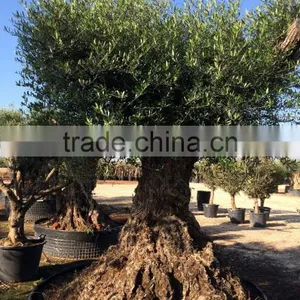 Olive Tree "Lechin"- Olea Europaea "Lechin Ejemplar" thumbnail-5