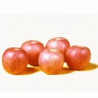 Fuji Apple thumbnail-1