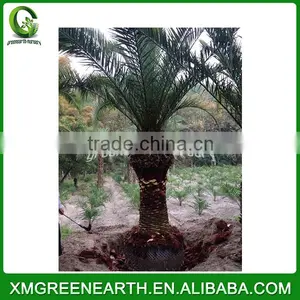 Phoenix Canariensis Palms Trunk 2-2.5 (2) thumbnail-2