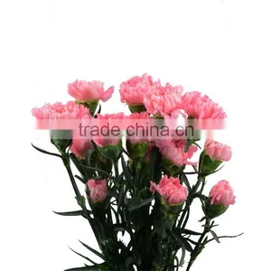 Wide Variety Medium Pink Crazing Selling Carnation thumbnail-2