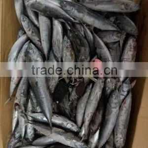 Frozen Whole Round 100-300g Bonito Tuna Fish thumbnail-2