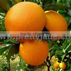 Chinese Fresh Navel Orange thumbnail-1
