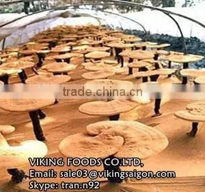 HIGH QUALITY - REISHI/GANODERMA/LUCIDUM/LINGZHI MUSHROOM thumbnail-1