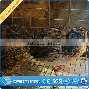 Hot-dipped Galvanized Quail Cage thumbnail-3
