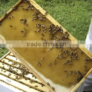 Beeswax Comb Foundation for Beekeeping thumbnail-1