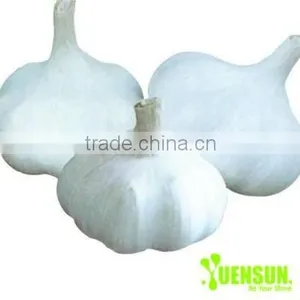 100% Pure Garlic Extract Powder Water Soluble Allicin thumbnail-1