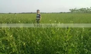 Global Agro Resources Incorporation company overview - view 1 thumbnail