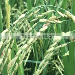 CHEAPEST PRICE 5% BROKEN LONG GRAIN WHITE RICE FROM VIETNAM thumbnail-1