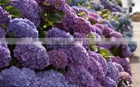 Hydrangea thumbnail-1