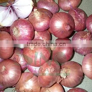 Red Onion Specification Fresh Fresh Vegetables thumbnail-1