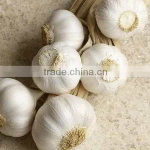 Cheap Wholesale Natural White Fresh Garlic With Mesh Bag thumbnail-4