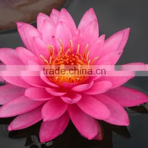Water Lily Flower thumbnail-1