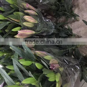 Fresh Cut Flowers Lily Flowers thumbnail-1