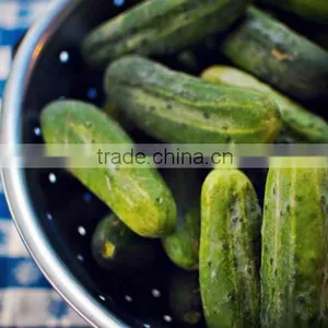 Best Quality Pickled Cucumbers Iin Jar From Vietnam - Best Selling! thumbnail-1