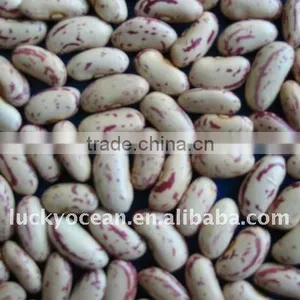 2015 Crop Light Specked Kidney Beans thumbnail-1