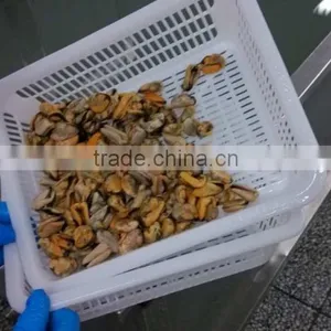 Frozen Mussel Boiled Meat Seafood Price From Seafood Company thumbnail-3