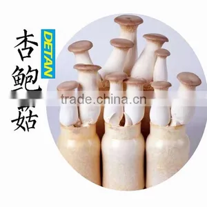 Dried Pleurotus Eryngii Mushroom Manufacturer in China thumbnail-2