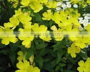 Cold Pressed Personal Care Organic Evening Primrose Plant Oil Cure PMS thumbnail-3