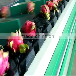 Pitaya Grading Machine Sorter Grader thumbnail-1