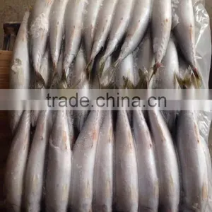 Frozen Pacific Mackerel in Good Quanlity on Sale thumbnail-3