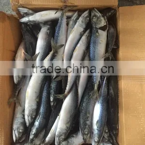 200-300g , Seafrozen , Pacific Mackerle , 15kg Ctn thumbnail-2