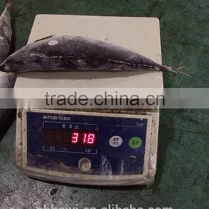 300-400g Frozen Fish thumbnail-4